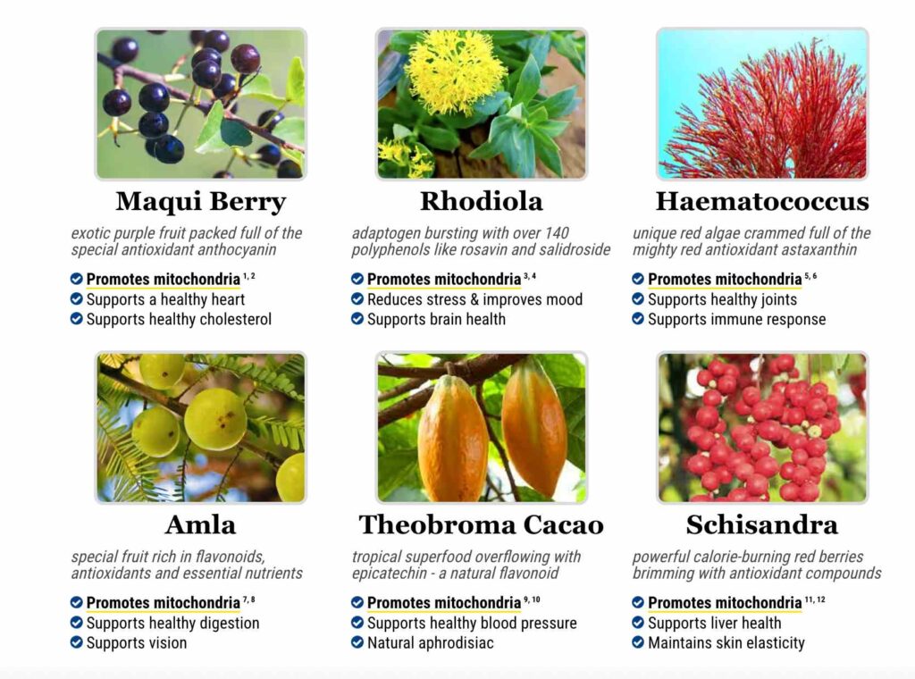 mitolyn ingredients